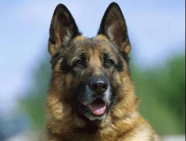 教你幾種訓(xùn)犬護(hù)主的方法，軍犬原來(lái)都是這樣訓(xùn)練??！趕緊學(xué)起來(lái)！
